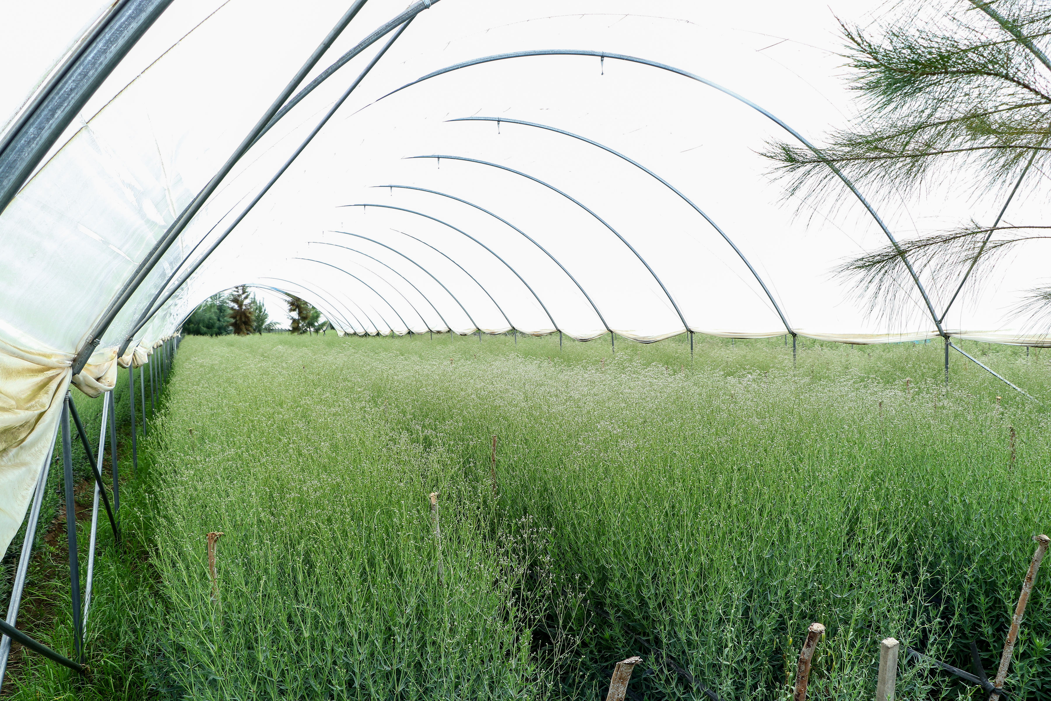 Cenacle Kenya greenhouse tunnel