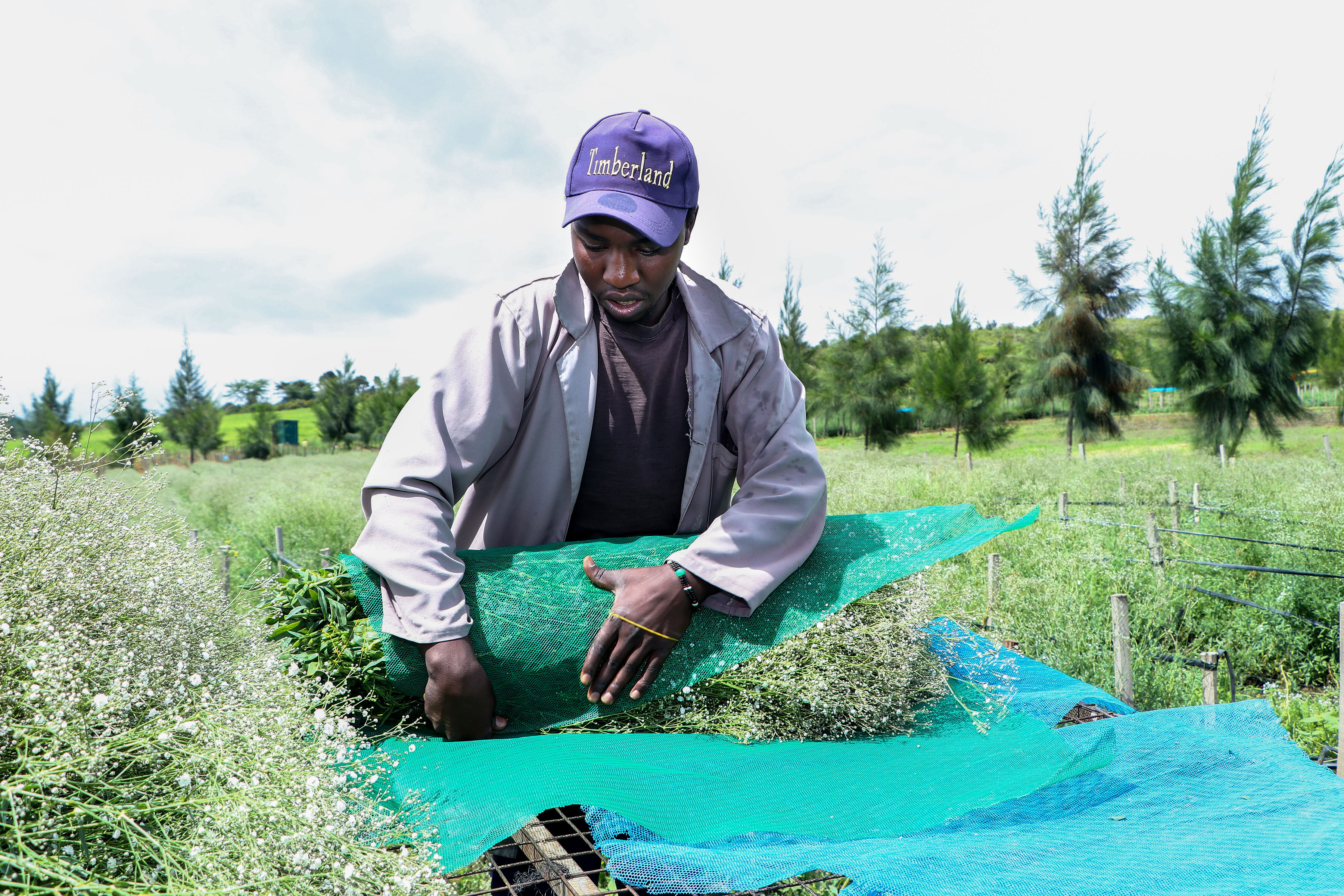 Flower production