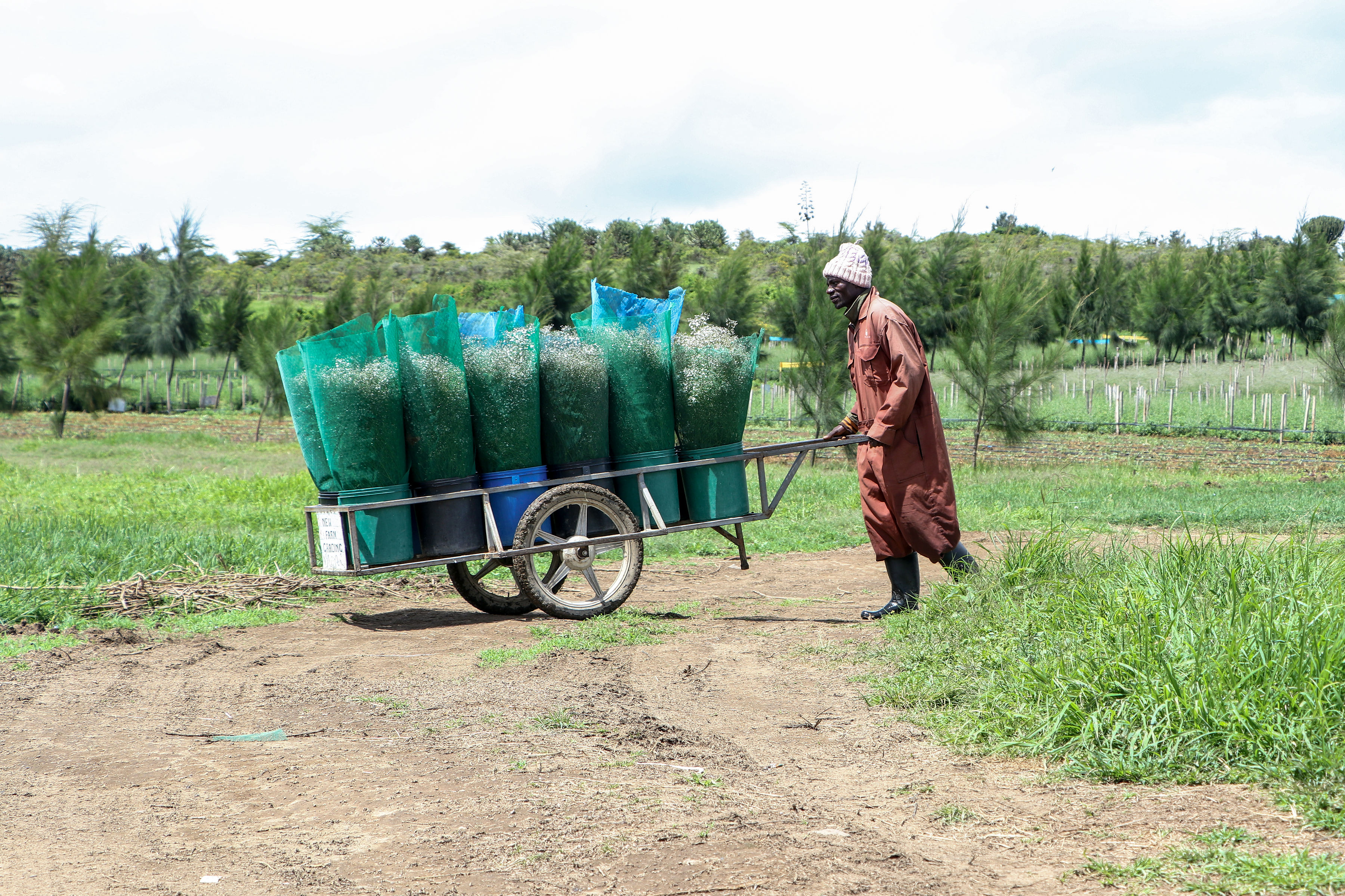 Worker transporting flower bundles across the farm