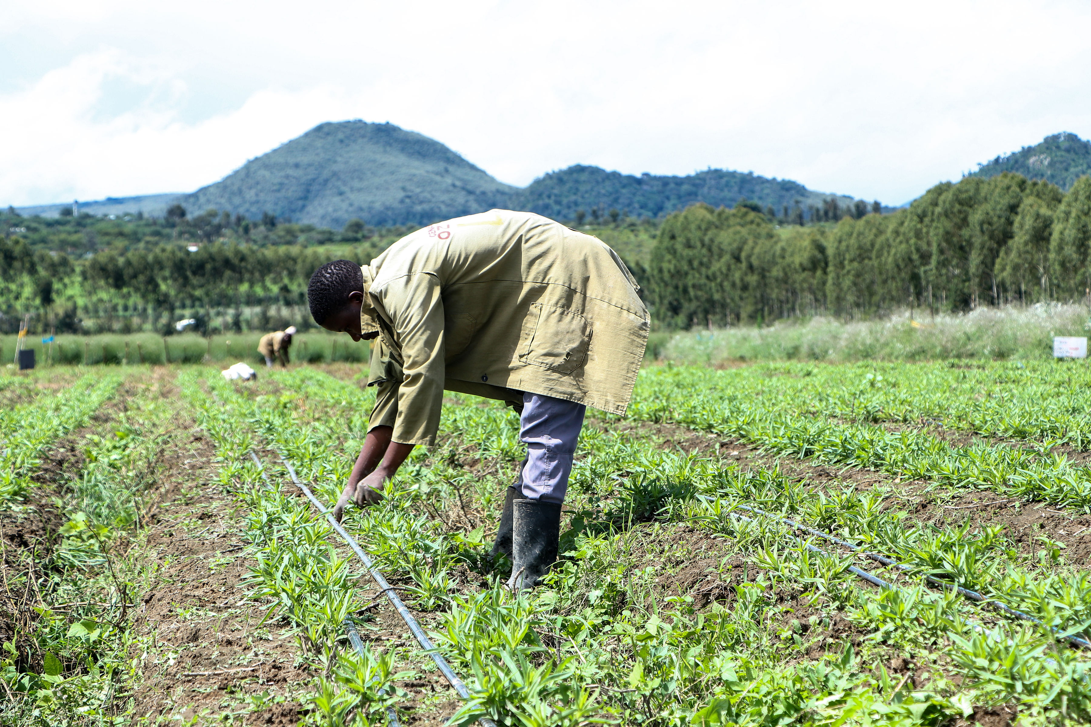 Cenacle Kenya farm worker in the field with Rift Valley mountains