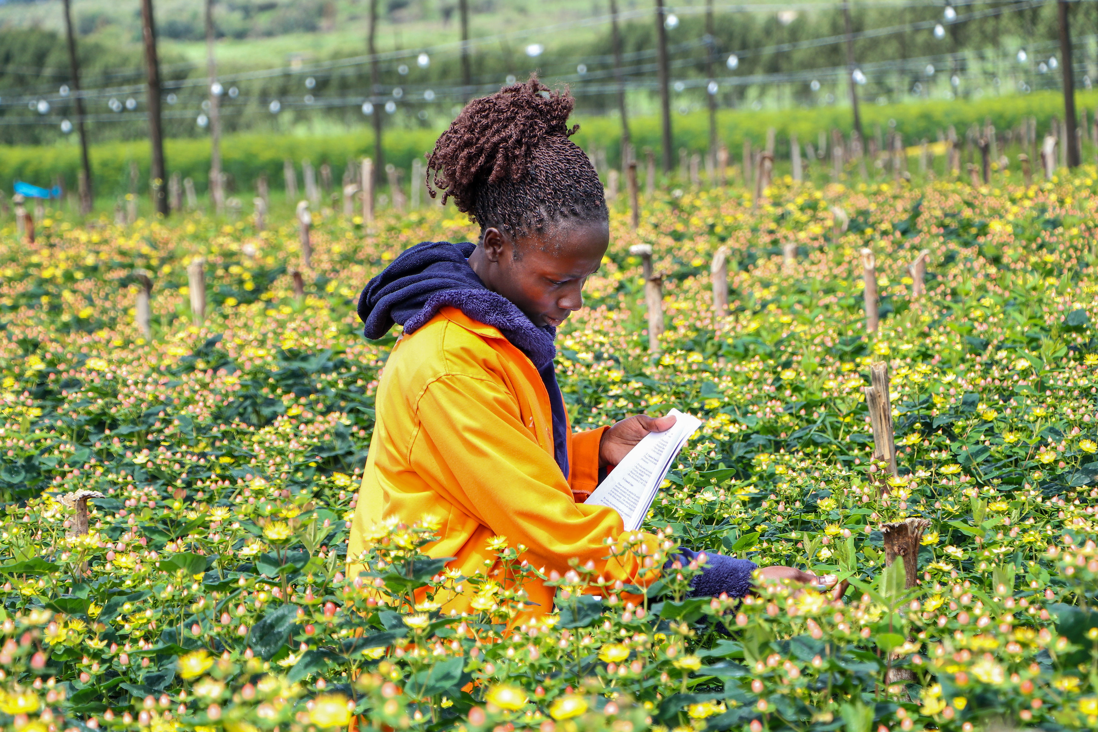Flower harvest