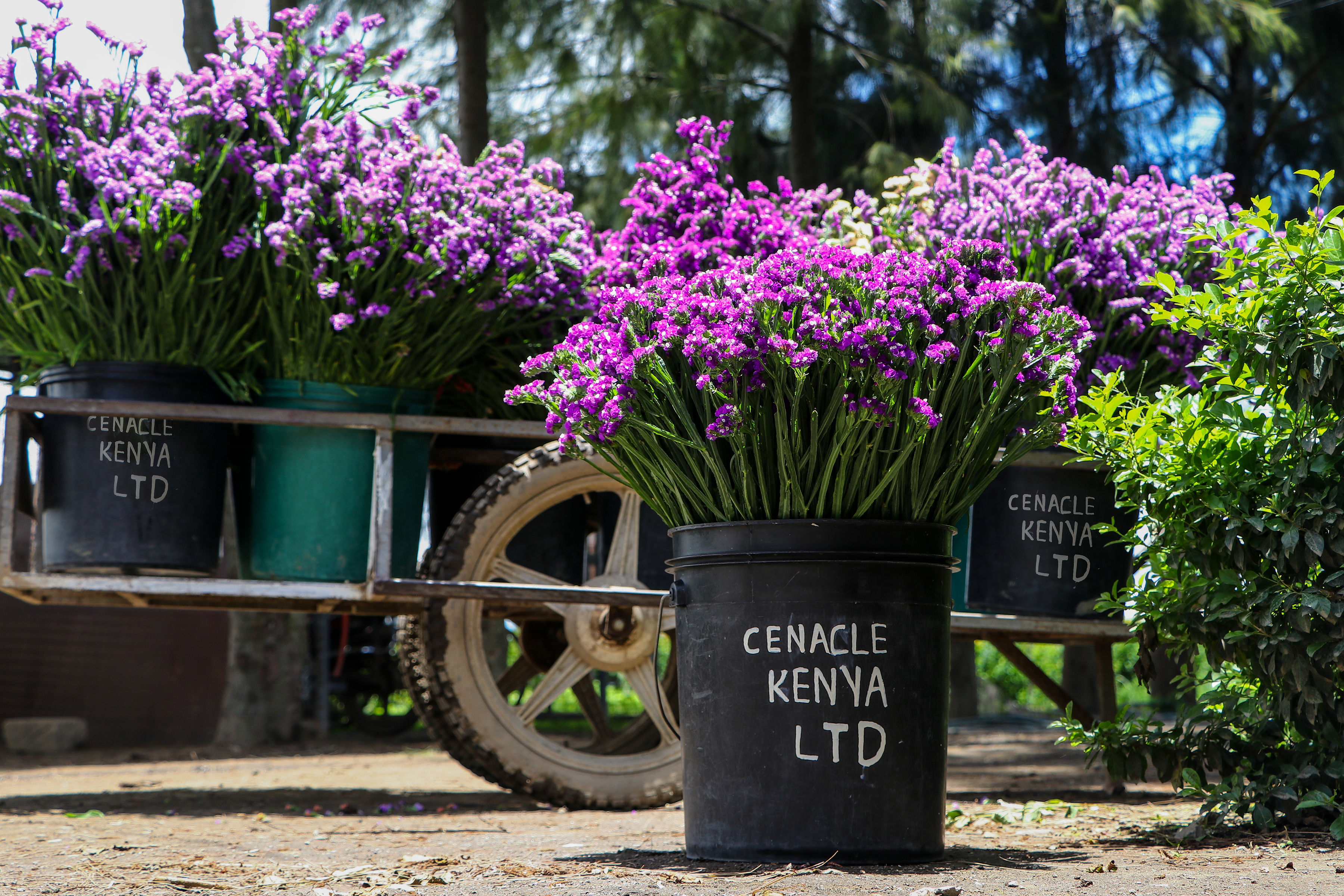 Farm to export