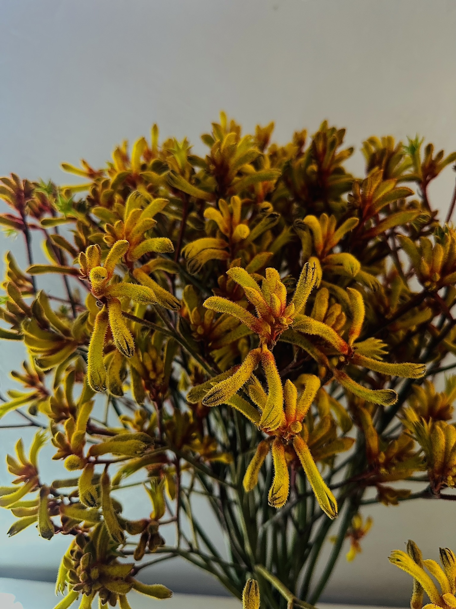 Kangaroo Paw Red / Green cut flower grown by Cenacle Kenya