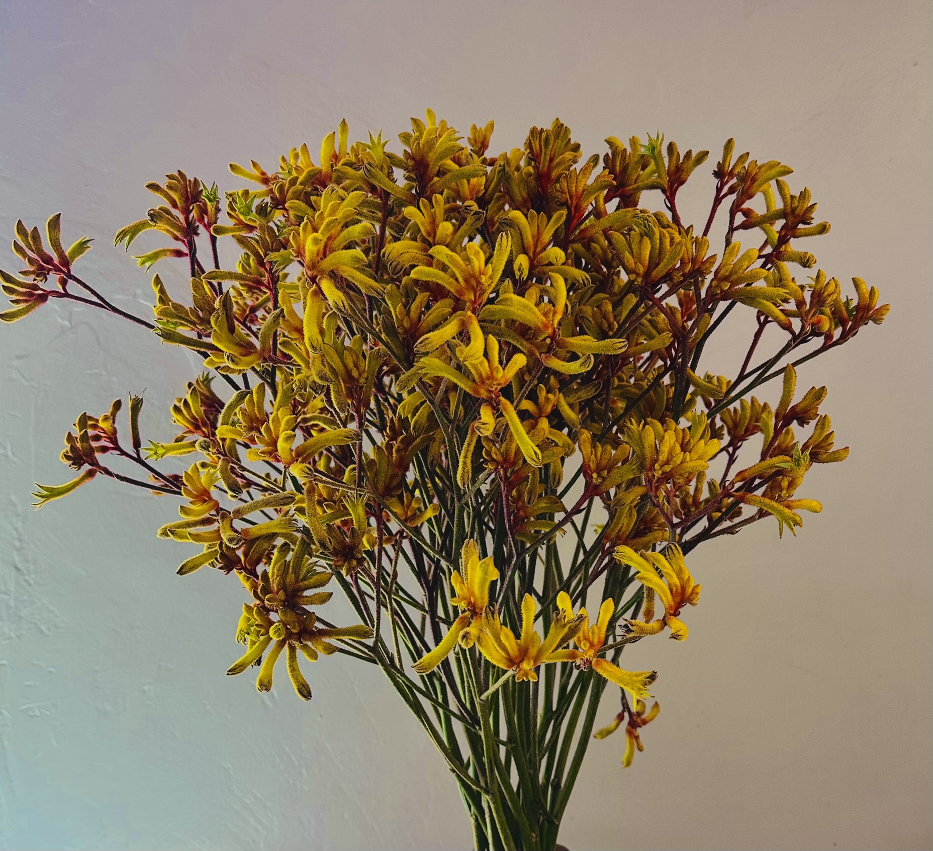Kangaroo Paw grown by Cenacle Kenya
