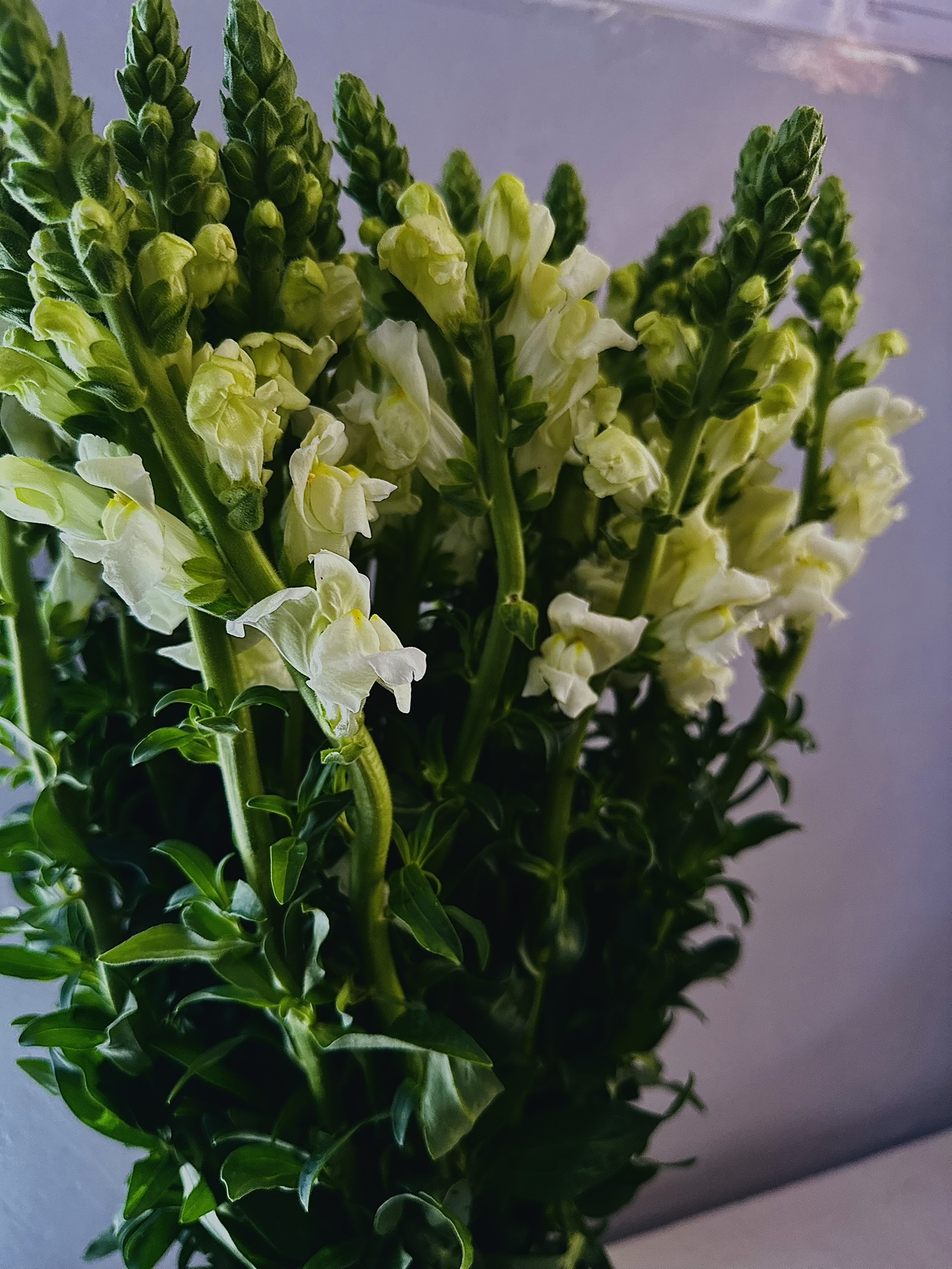 Snap Dragon White cut flower grown by Cenacle Kenya