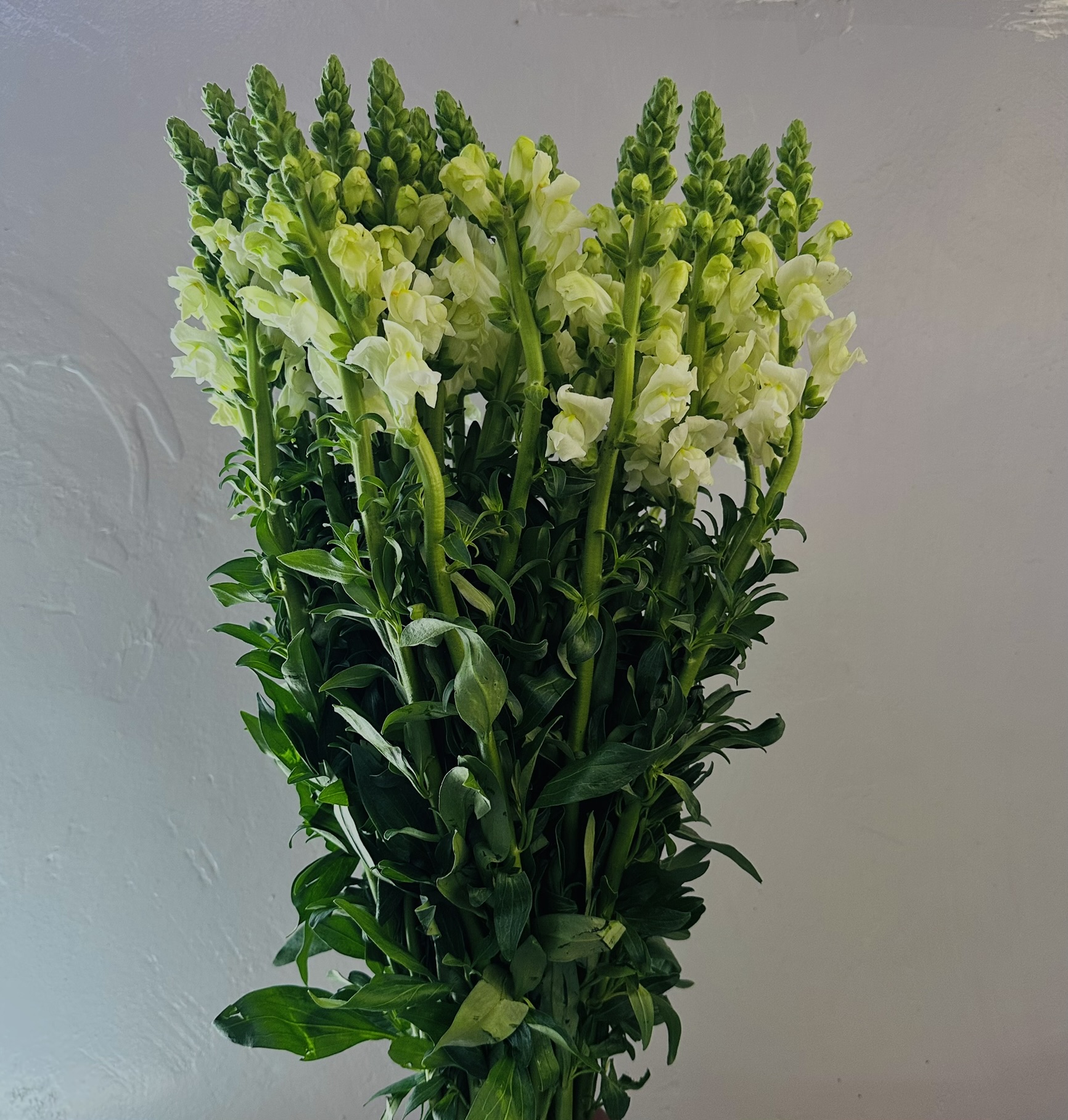 Snap Dragon grown by Cenacle Kenya