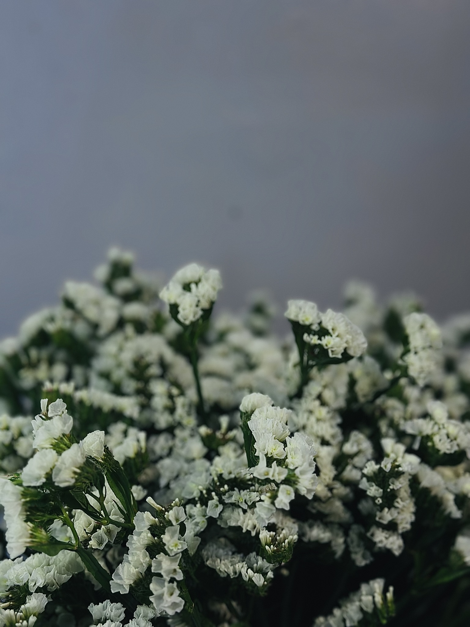 Statice White cut flower grown by Cenacle Kenya