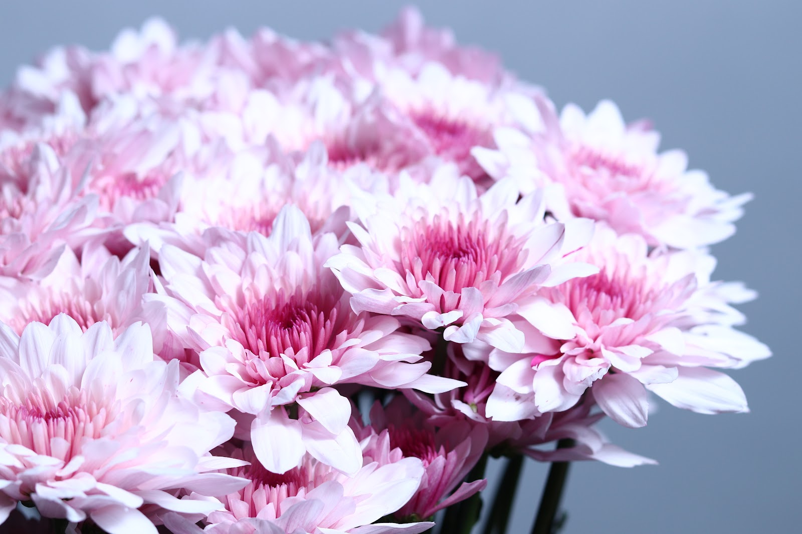 Malibu Pink Pink Bicolour cut flower grown by Cenacle Kenya