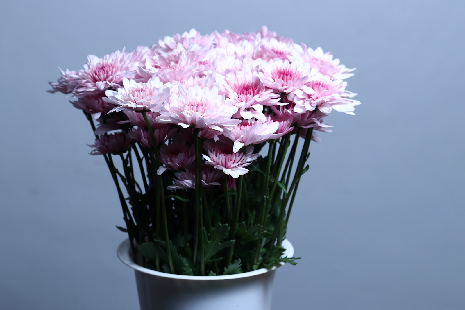 Malibu Pink grown by Cenacle Kenya