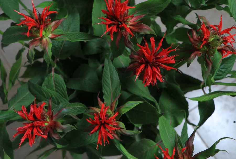 Monarda Red cut flower grown by Cenacle Kenya