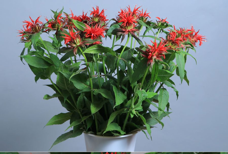Monarda grown by Cenacle Kenya