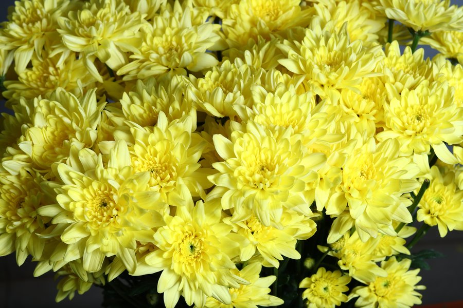 Pinacolada Yellow cut flower grown by Cenacle Kenya