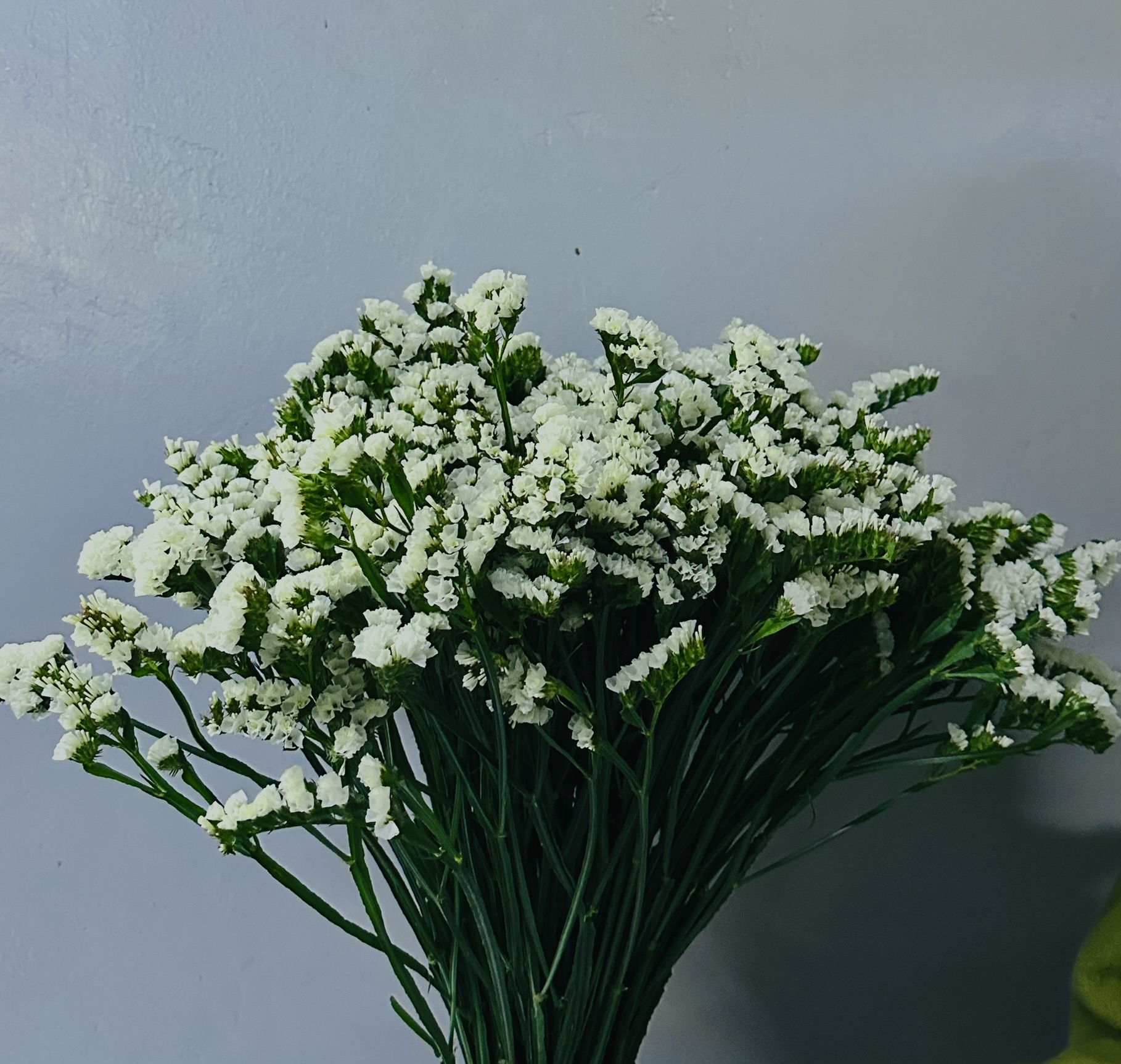 Statice grown by Cenacle Kenya