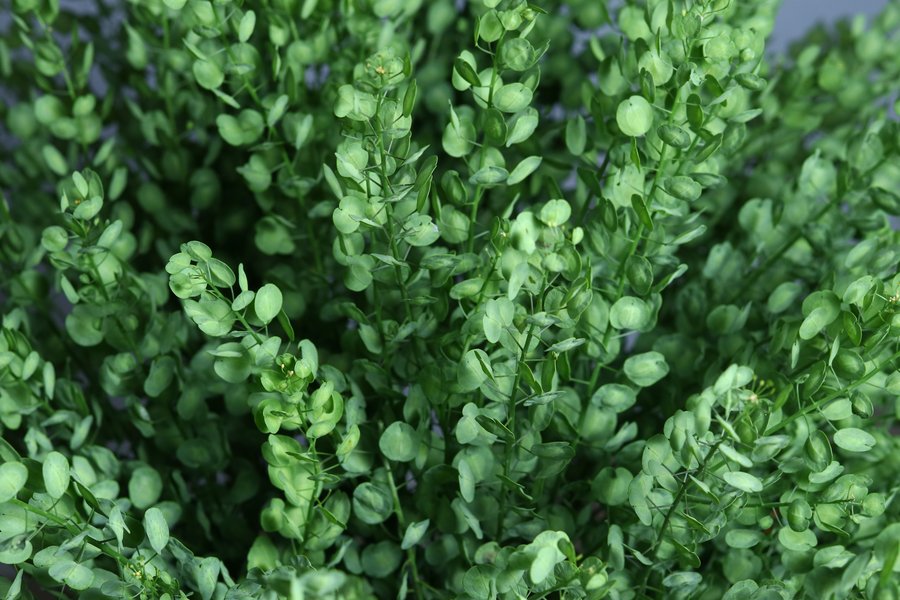 Thlaspi Green cut flower grown by Cenacle Kenya