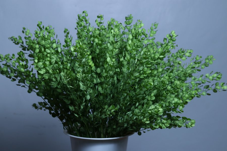 Thlaspi grown by Cenacle Kenya