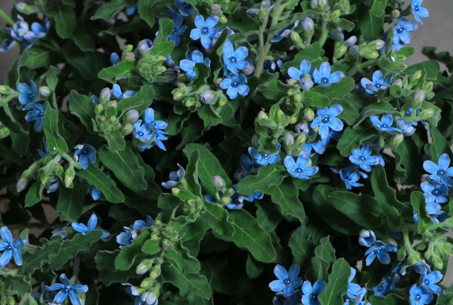 Tweedia Sky Blue cut flower grown by Cenacle Kenya