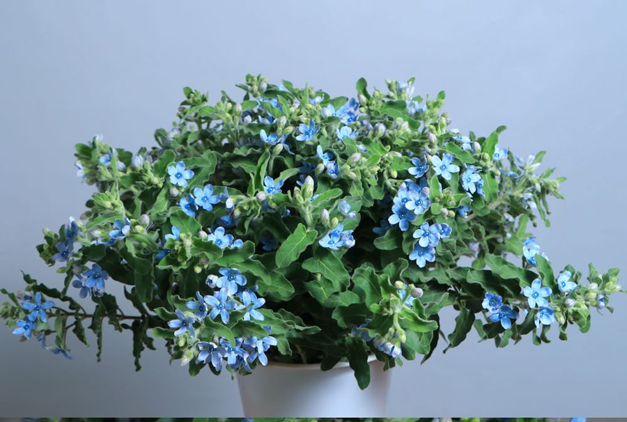 Tweedia grown by Cenacle Kenya